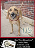 Photo Traders™ | Lila  | Bow Wow Detectives®