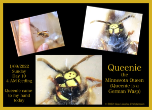 Day 10 with Queenie the Minnesota German Wasp Queen