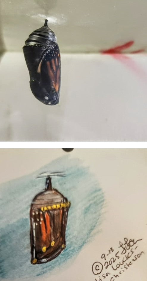 New Book Release Celebrates the Journey of a Monarch; Dolly: The Caterpillar I Knew in the Butterfly