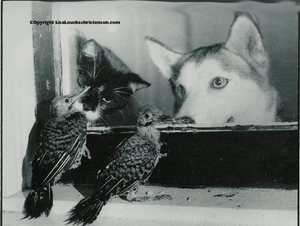 Flickers and Pets