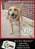 Electronic  Photo Traders™ | Lila  | Bow Wow Detectives®