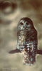 Barred Owl