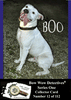 Electronic Photo Traders™ | Boo | Bow Wow Detectives®